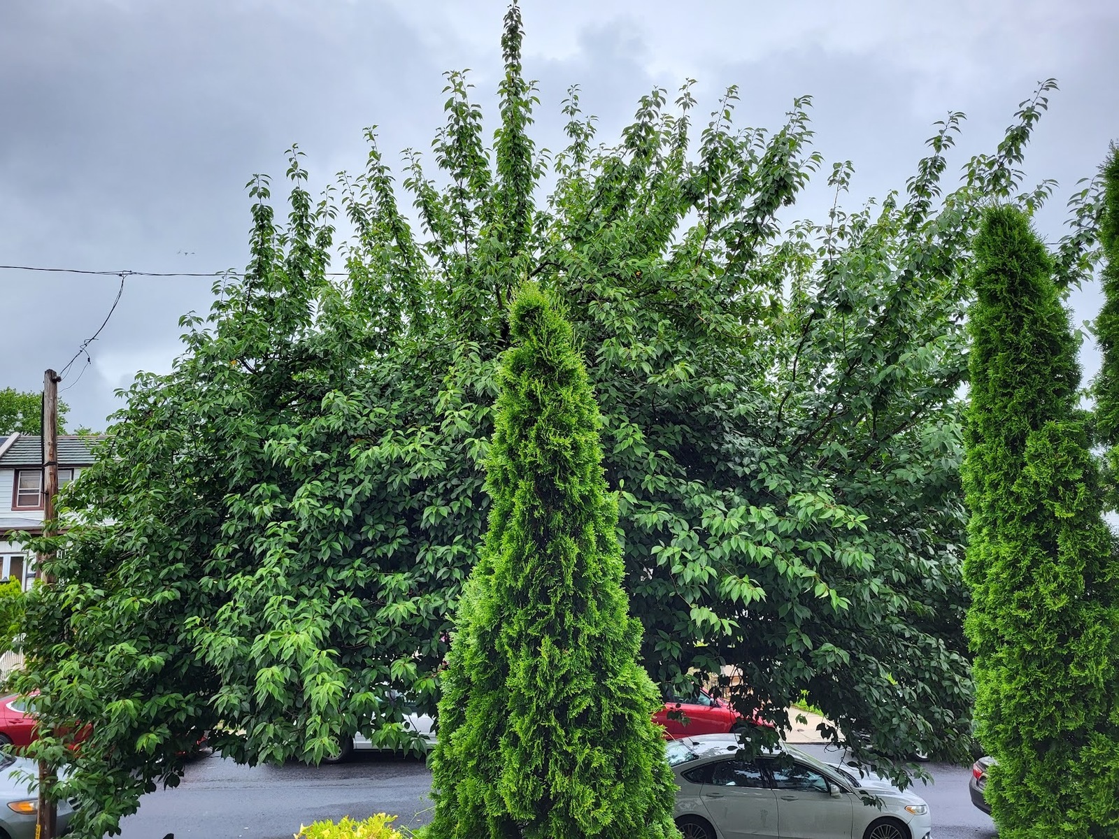 Photographic documentation of the work as submitted to the city's 311 record.