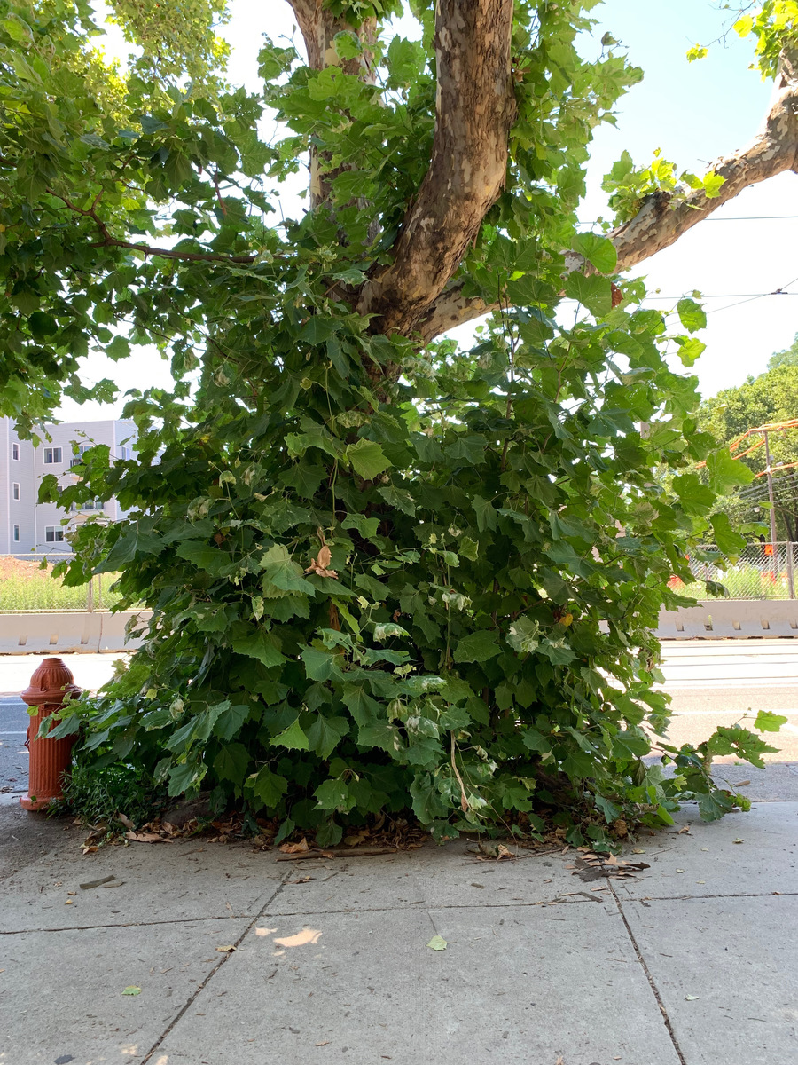 Photographic documentation of the work as submitted to the city's 311 record.