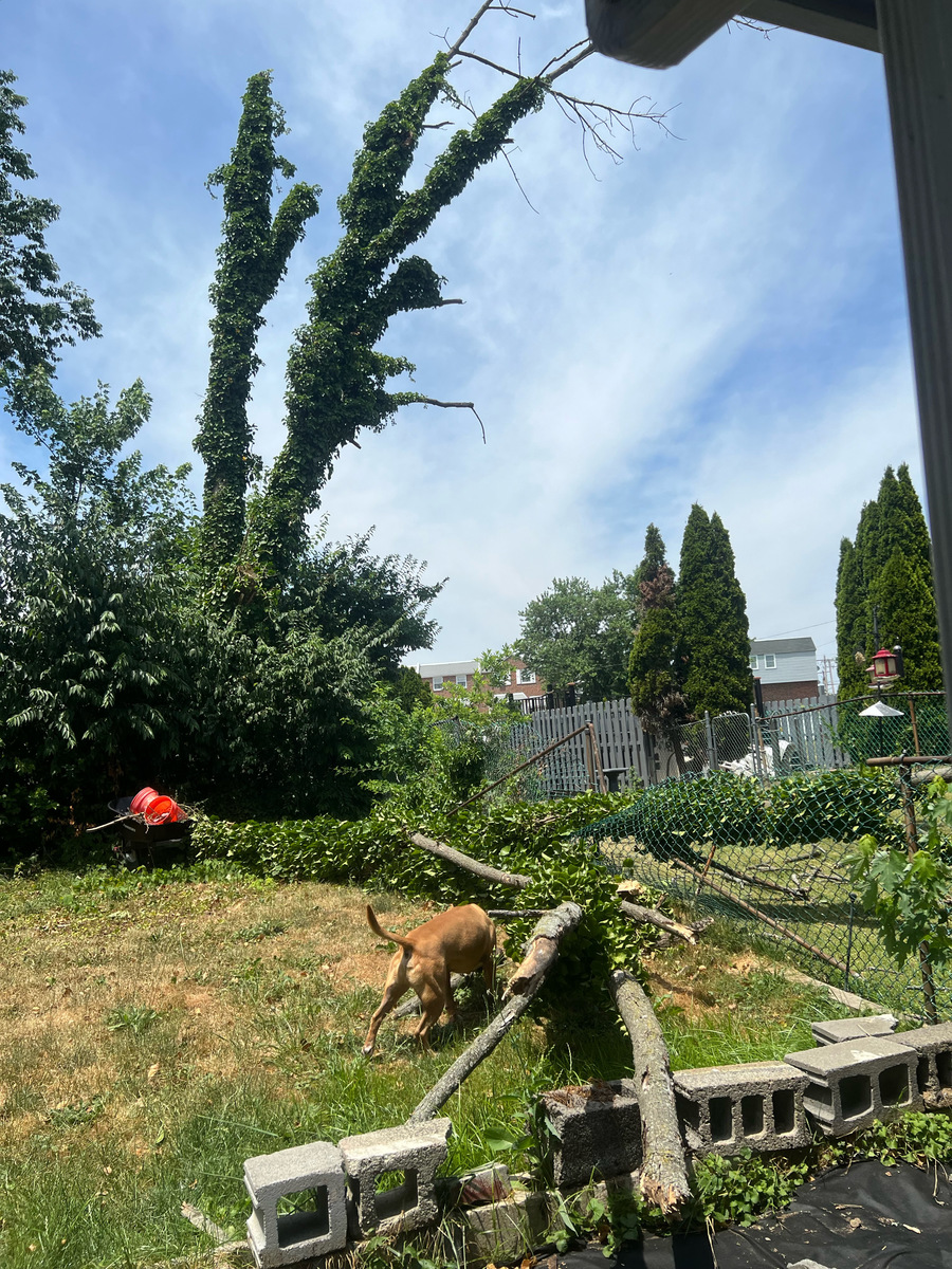 Photographic documentation of the work as submitted to the city's 311 record.