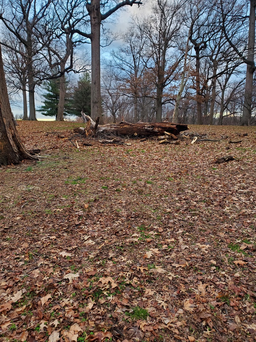 Photographic documentation of the work as submitted to the city's 311 record.
