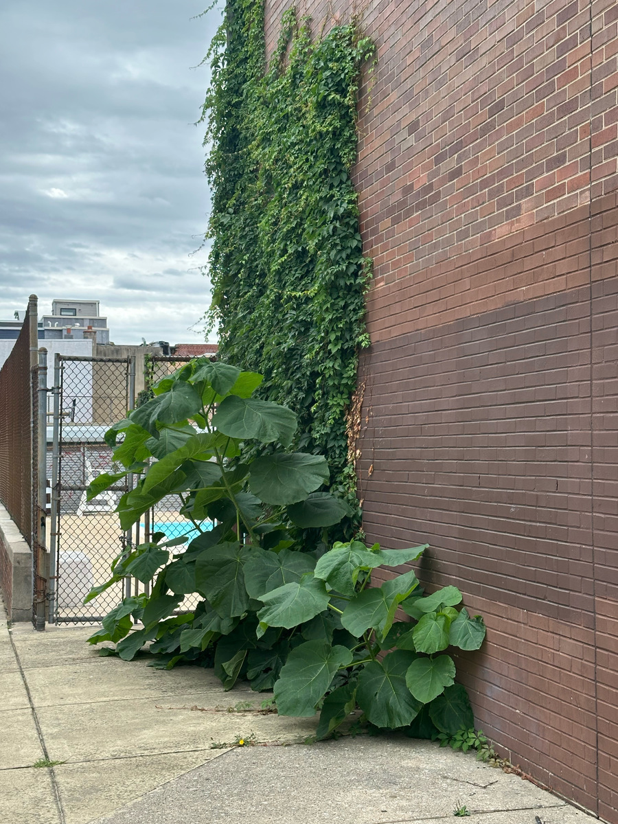 Photographic documentation of the work as submitted to the city's 311 record.