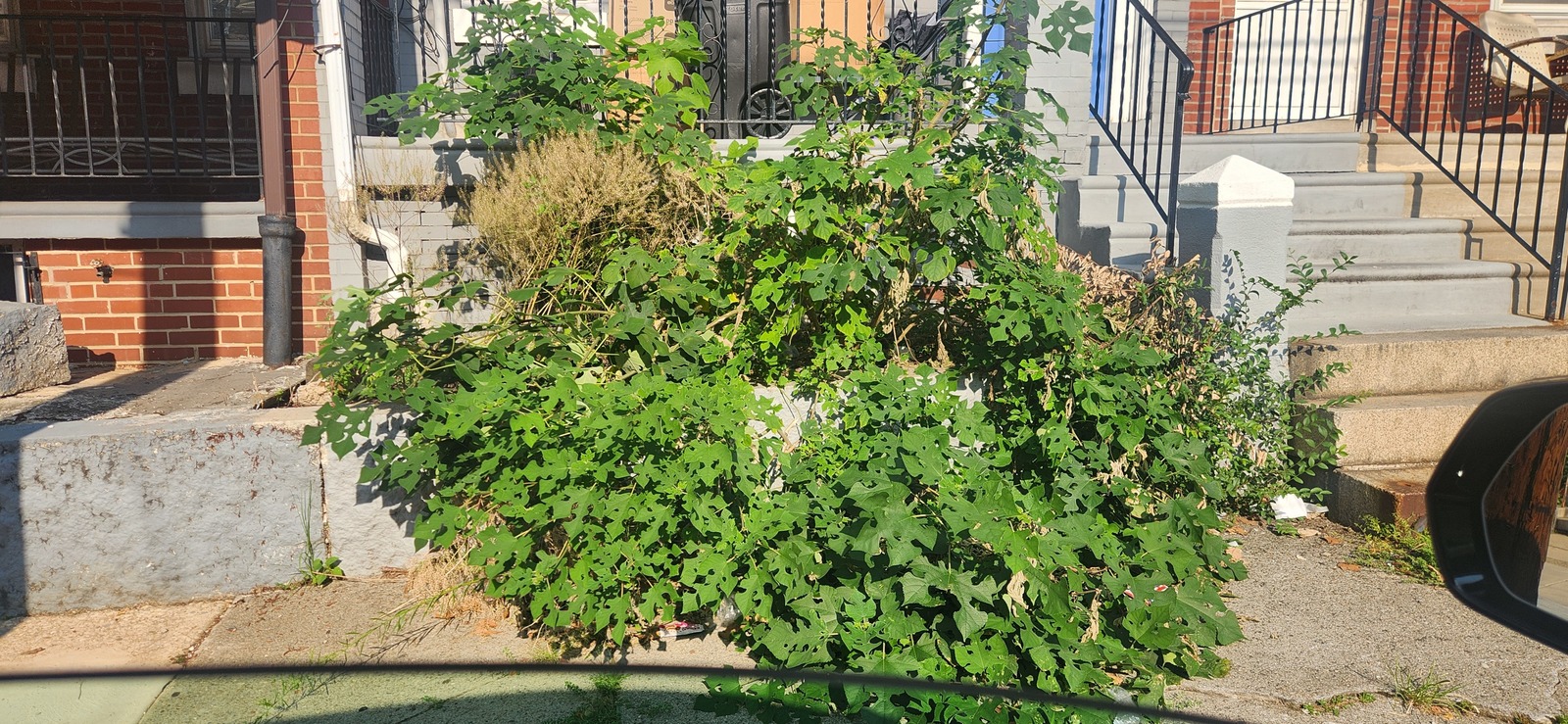 Photographic documentation of the work as submitted to the city's 311 record.