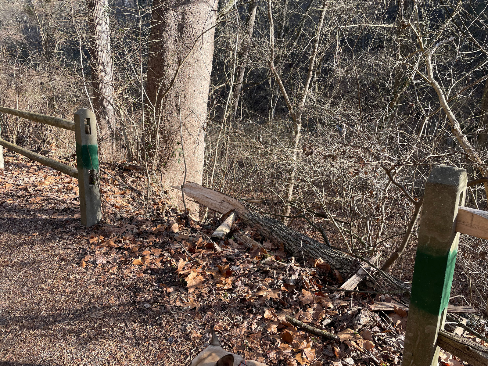 Photographic documentation of the work as submitted to the city's 311 record.