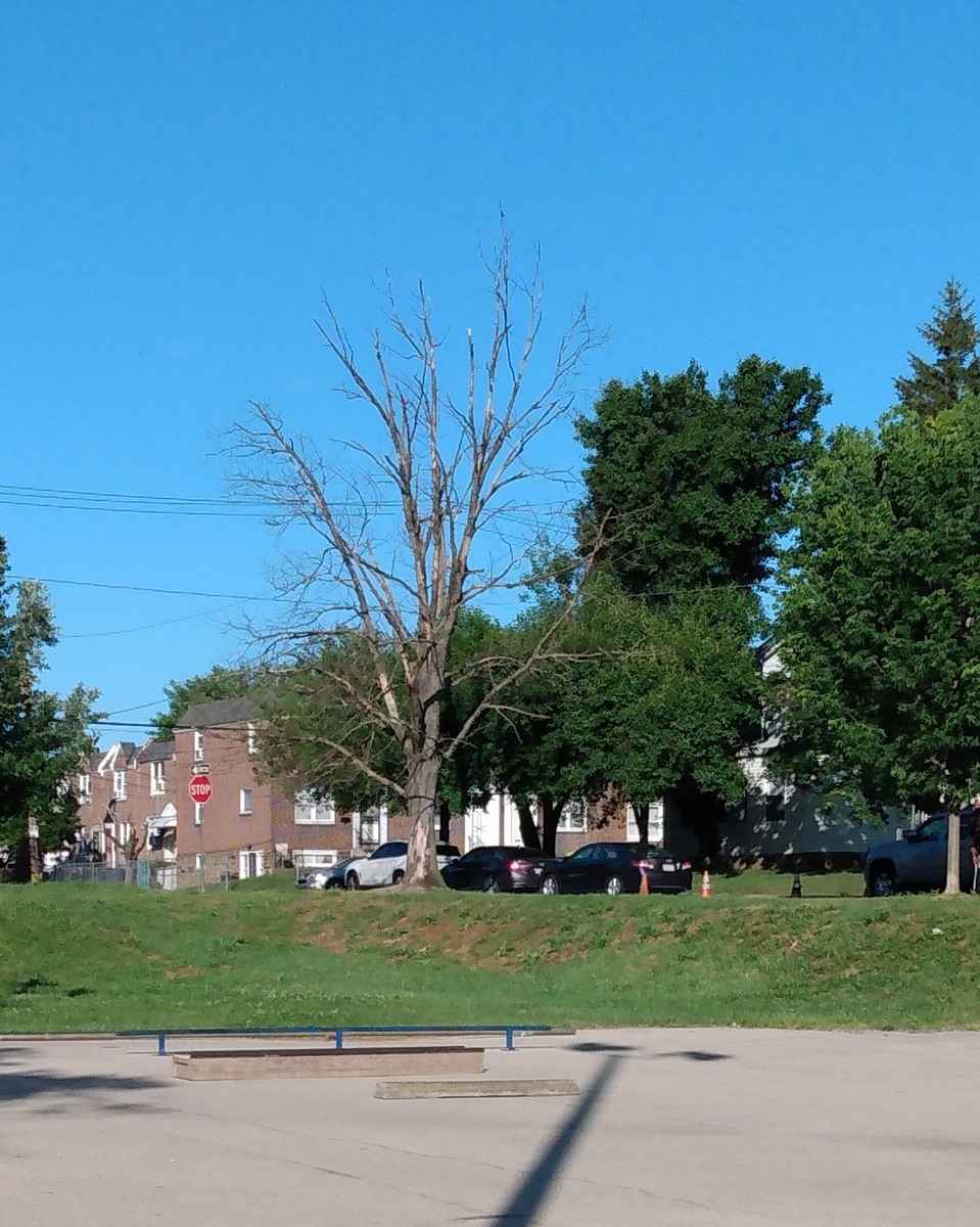 Photographic documentation of the work as submitted to the city's 311 record.