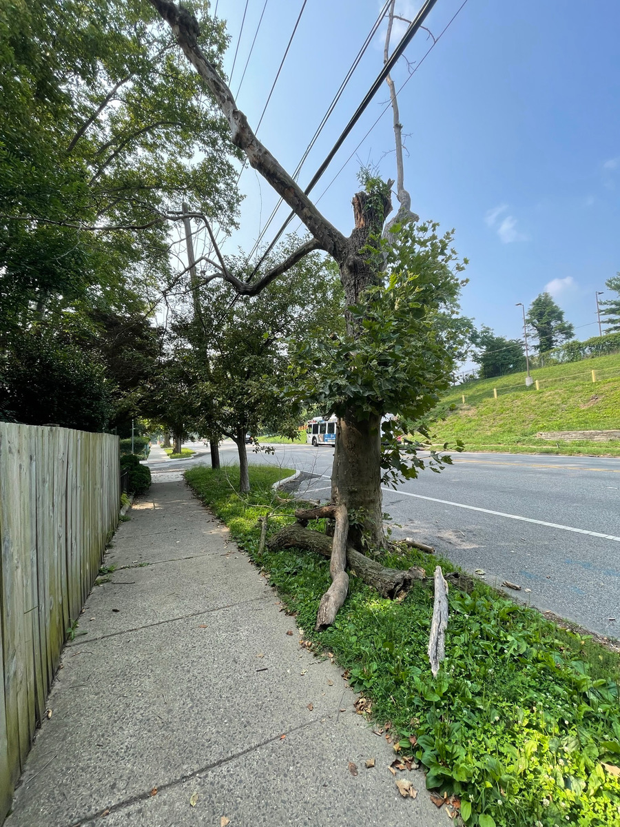 Photographic documentation of the work as submitted to the city's 311 record.