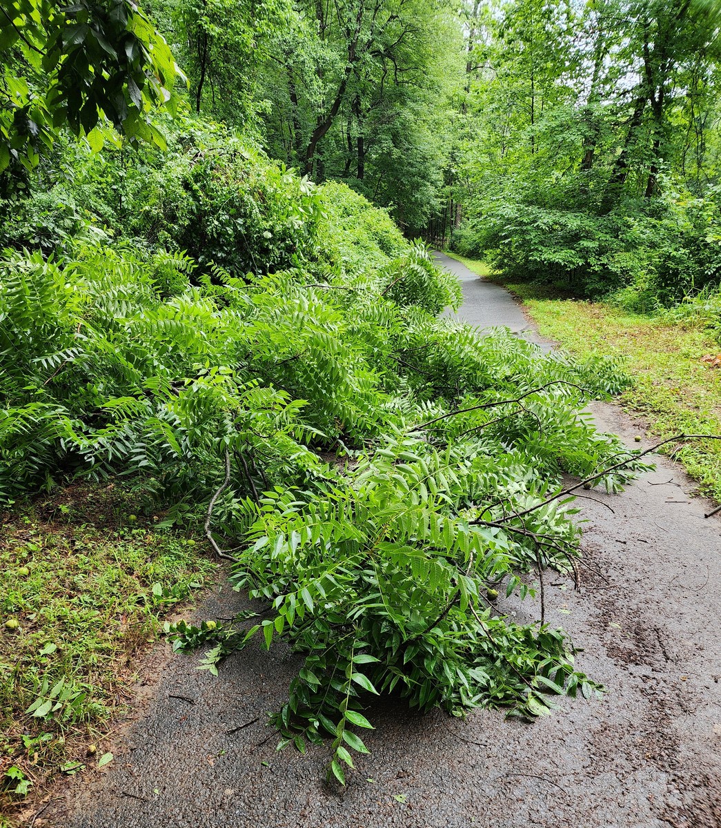 Photographic documentation of the work as submitted to the city's 311 record.
