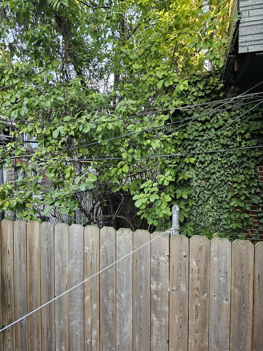 Photographic documentation of the work as submitted to the city's 311 record.