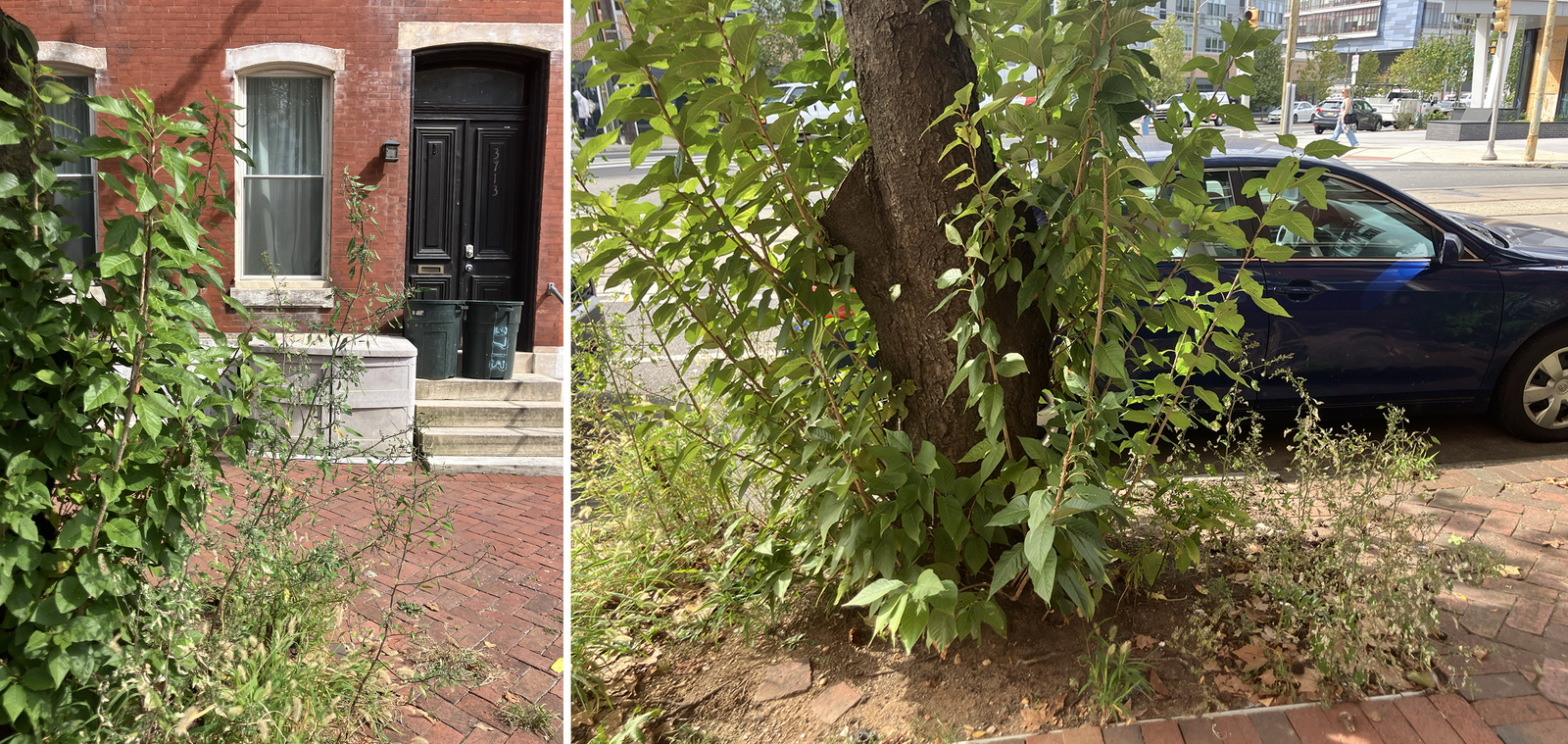 Photographic documentation of the work as submitted to the city's 311 record.