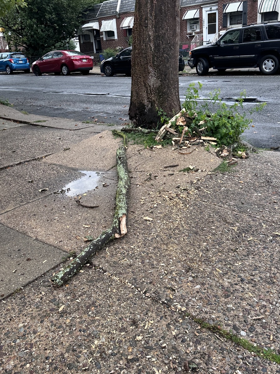 Photographic documentation of the work as submitted to the city's 311 record.