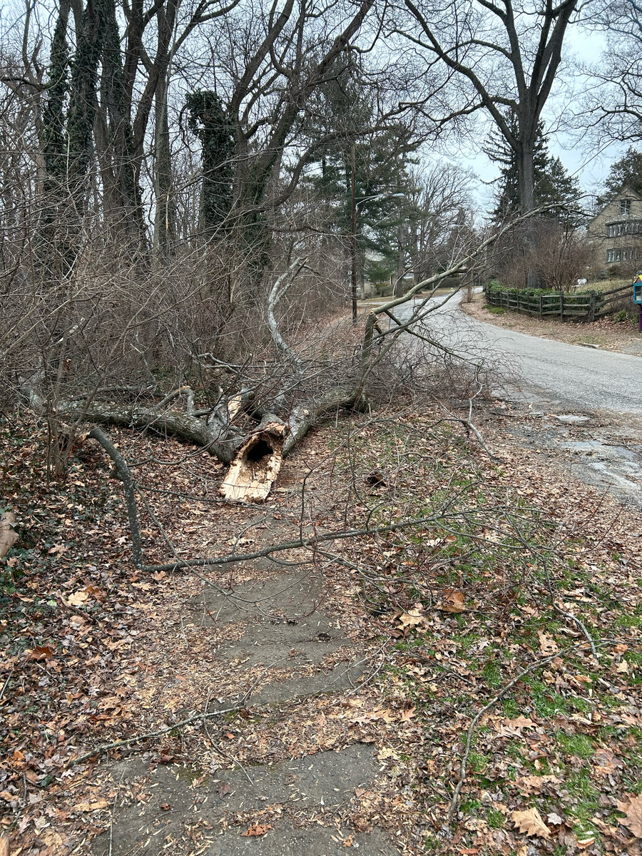 Photographic documentation of the work as submitted to the city's 311 record.