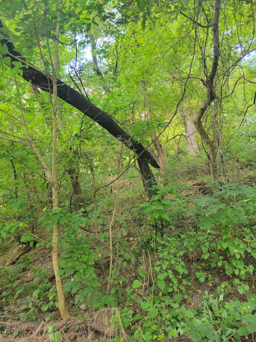 Photographic documentation of the work as submitted to the city's 311 record.