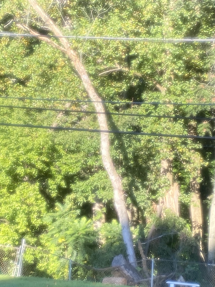 Photographic documentation of the work as submitted to the city's 311 record.