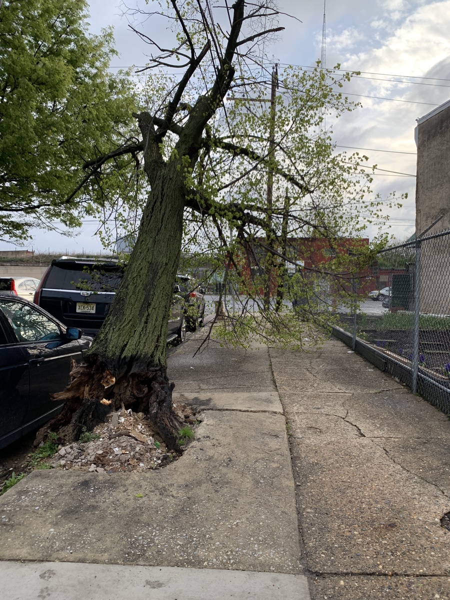 Photographic documentation of the work as submitted to the city's 311 record.