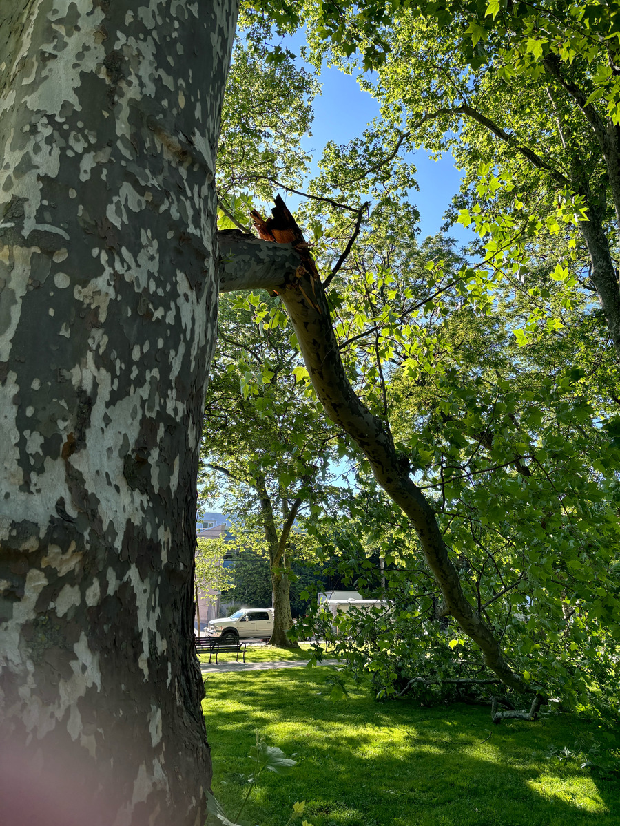Photographic documentation of the work as submitted to the city's 311 record.