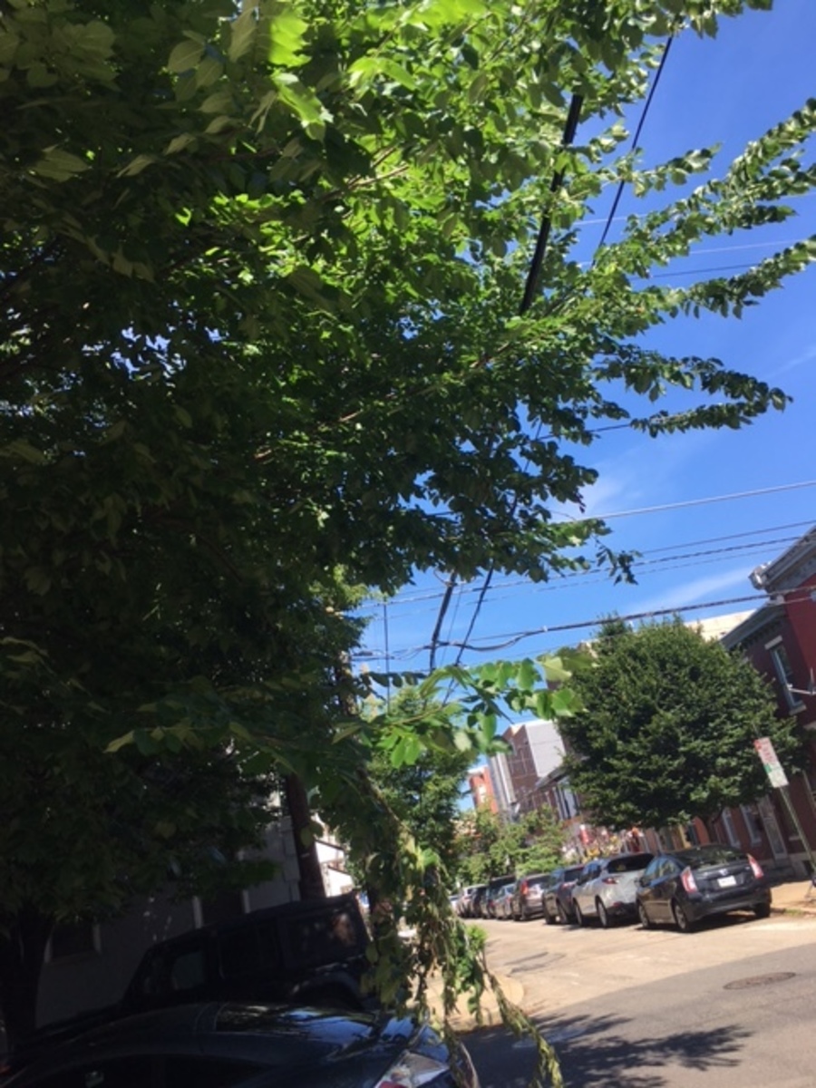 Photographic documentation of the work as submitted to the city's 311 record.