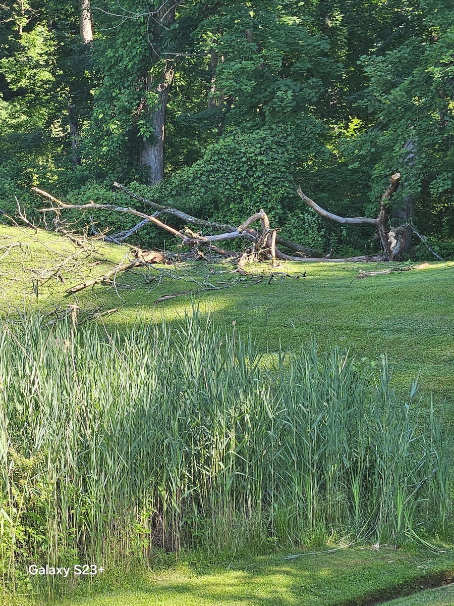 Photographic documentation of the work as submitted to the city's 311 record.