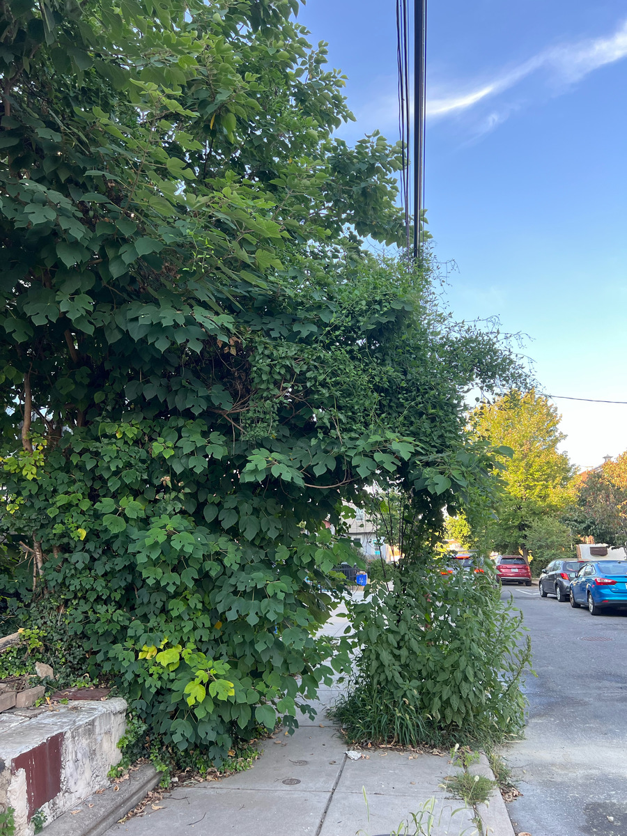 Photographic documentation of the work as submitted to the city's 311 record.