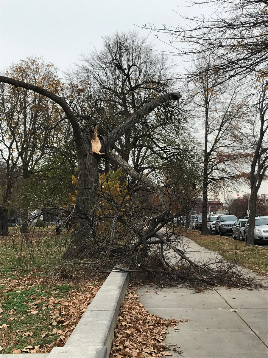 Photographic documentation of the work as submitted to the city's 311 record.