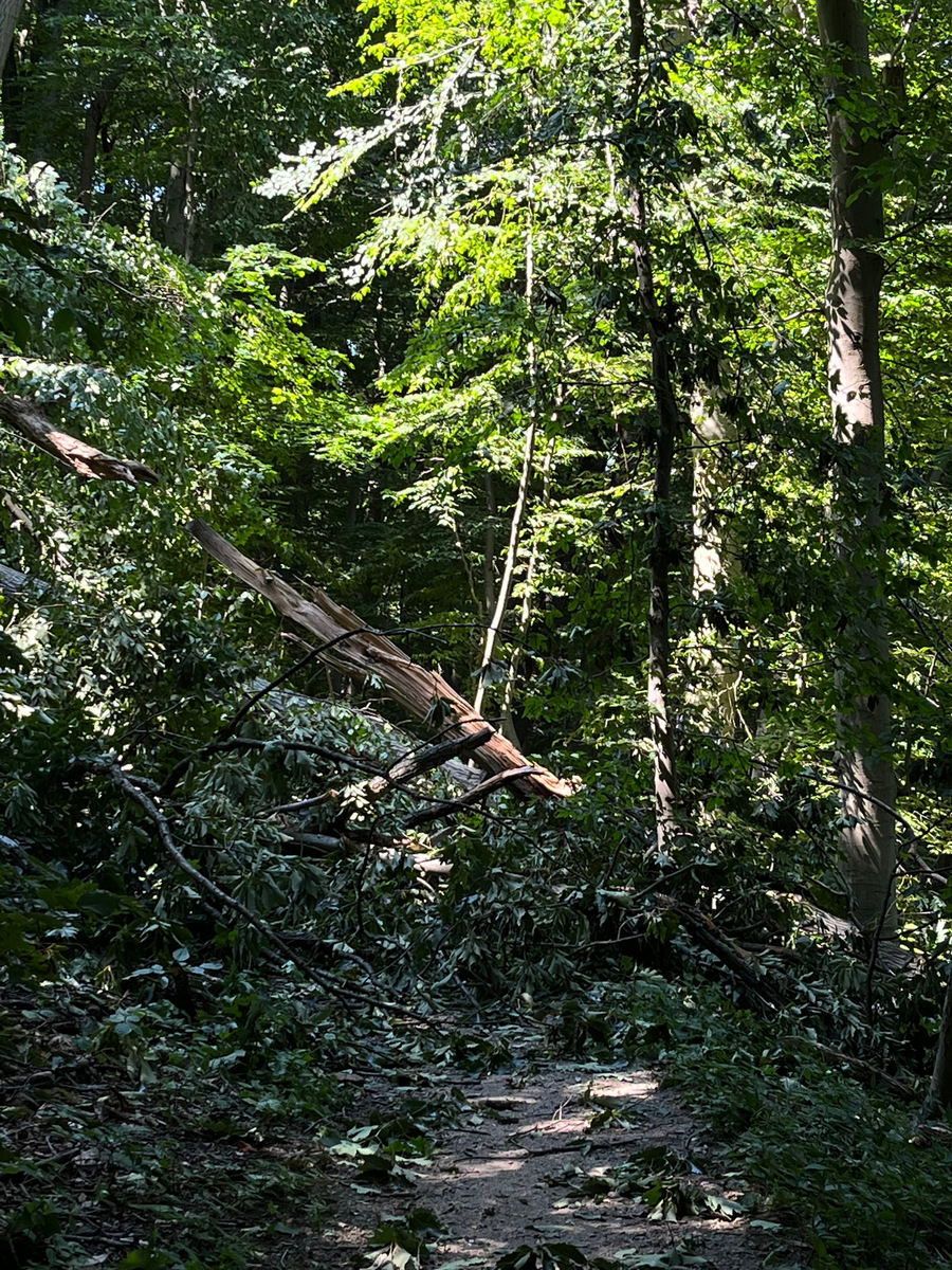 Photographic documentation of the work as submitted to the city's 311 record.