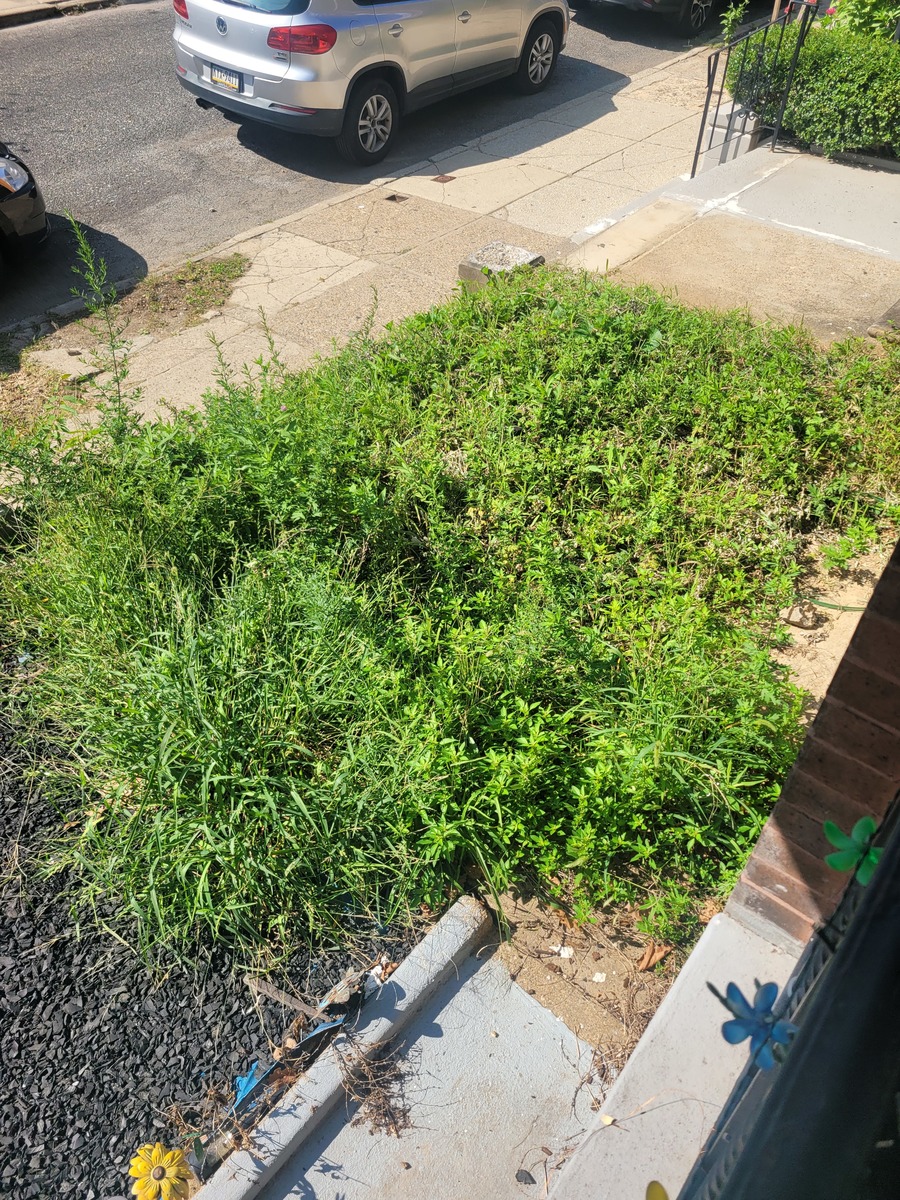 Photographic documentation of the work as submitted to the city's 311 record.
