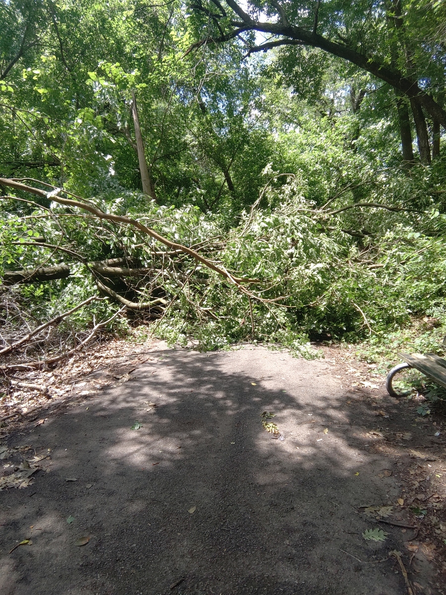 Photographic documentation of the work as submitted to the city's 311 record.