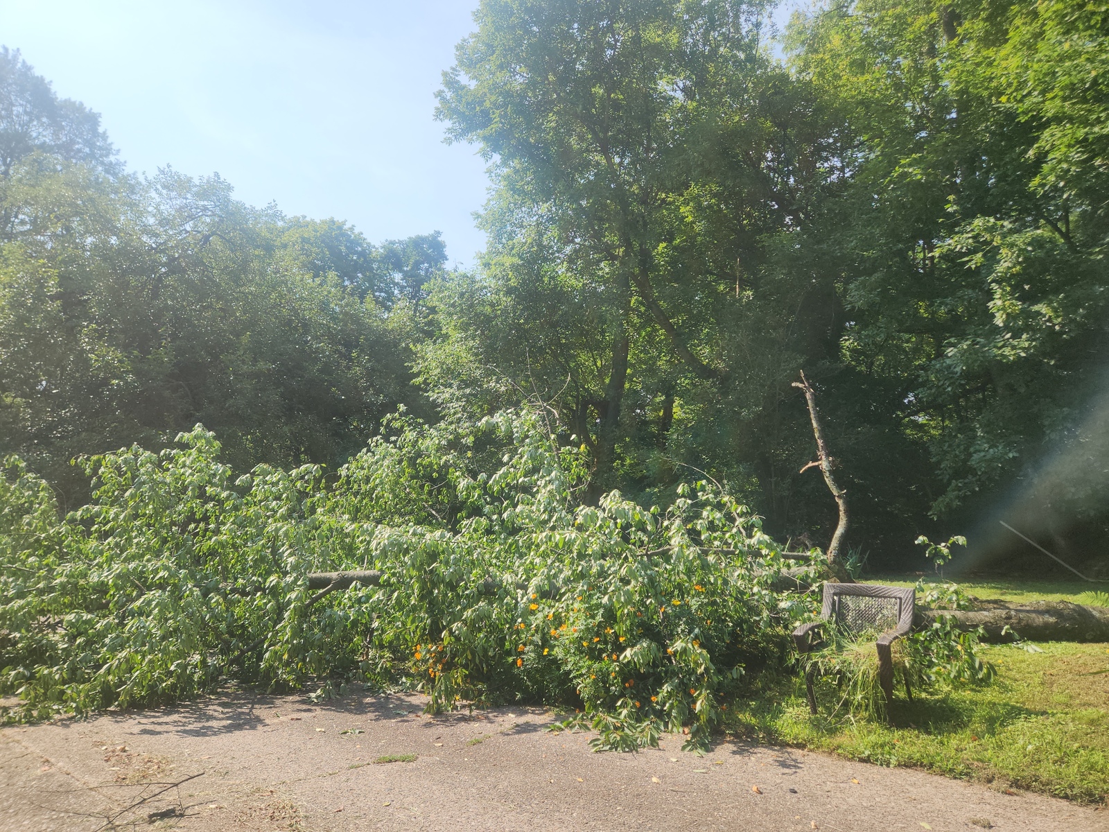 Photographic documentation of the work as submitted to the city's 311 record.