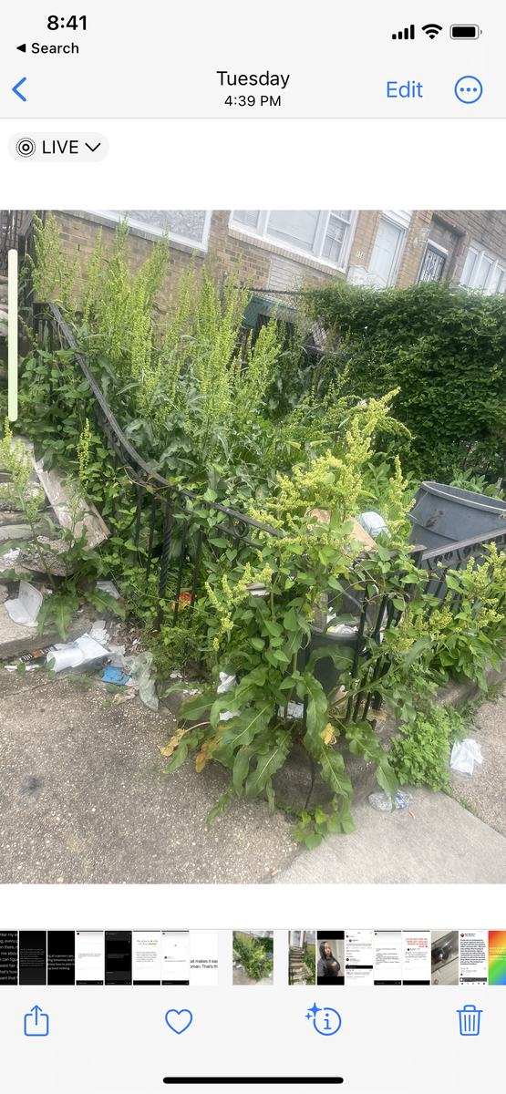 Photographic documentation of the work as submitted to the city's 311 record.