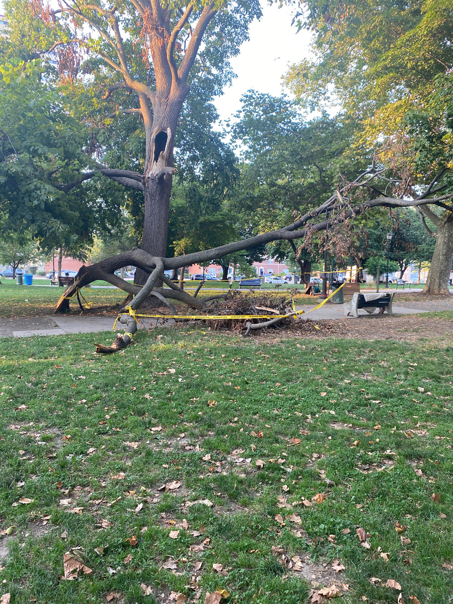 Photographic documentation of the work as submitted to the city's 311 record.