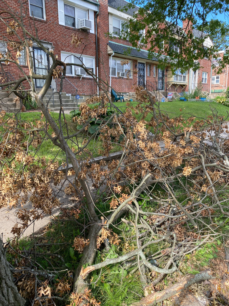 Photographic documentation of the work as submitted to the city's 311 record.