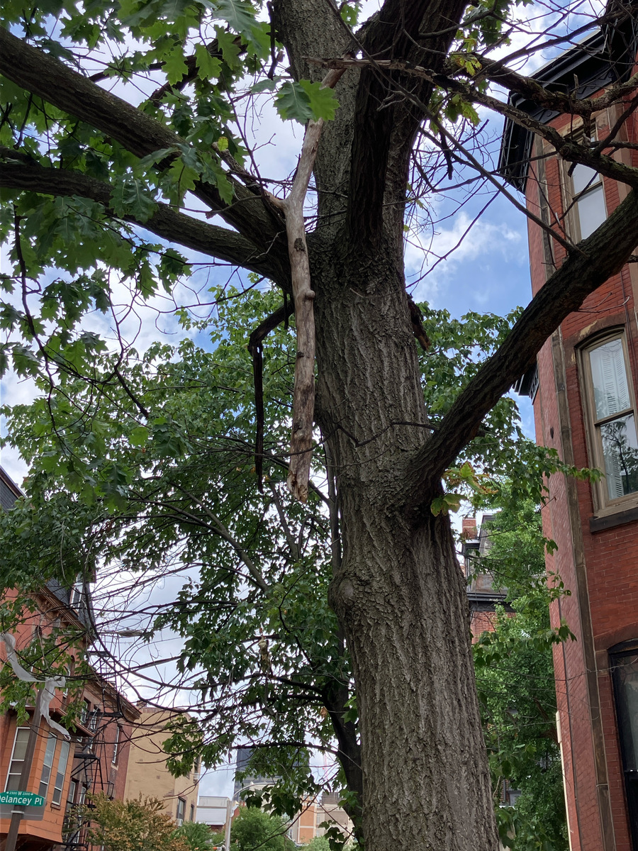 Photographic documentation of the work as submitted to the city's 311 record.