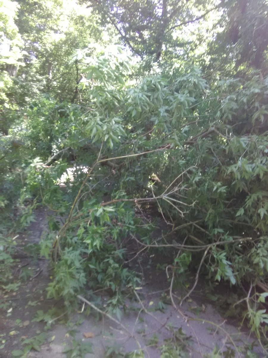 Photographic documentation of the work as submitted to the city's 311 record.