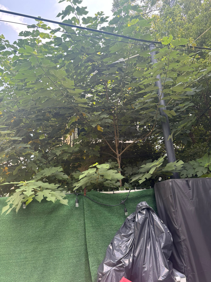 Photographic documentation of the work as submitted to the city's 311 record.