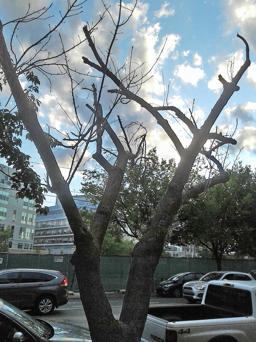 Photographic documentation of the work as submitted to the city's 311 record.