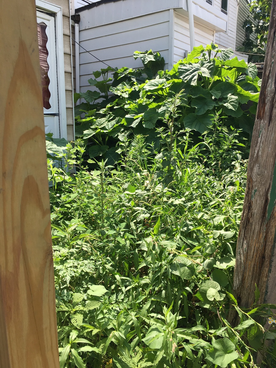 Photographic documentation of the work as submitted to the city's 311 record.