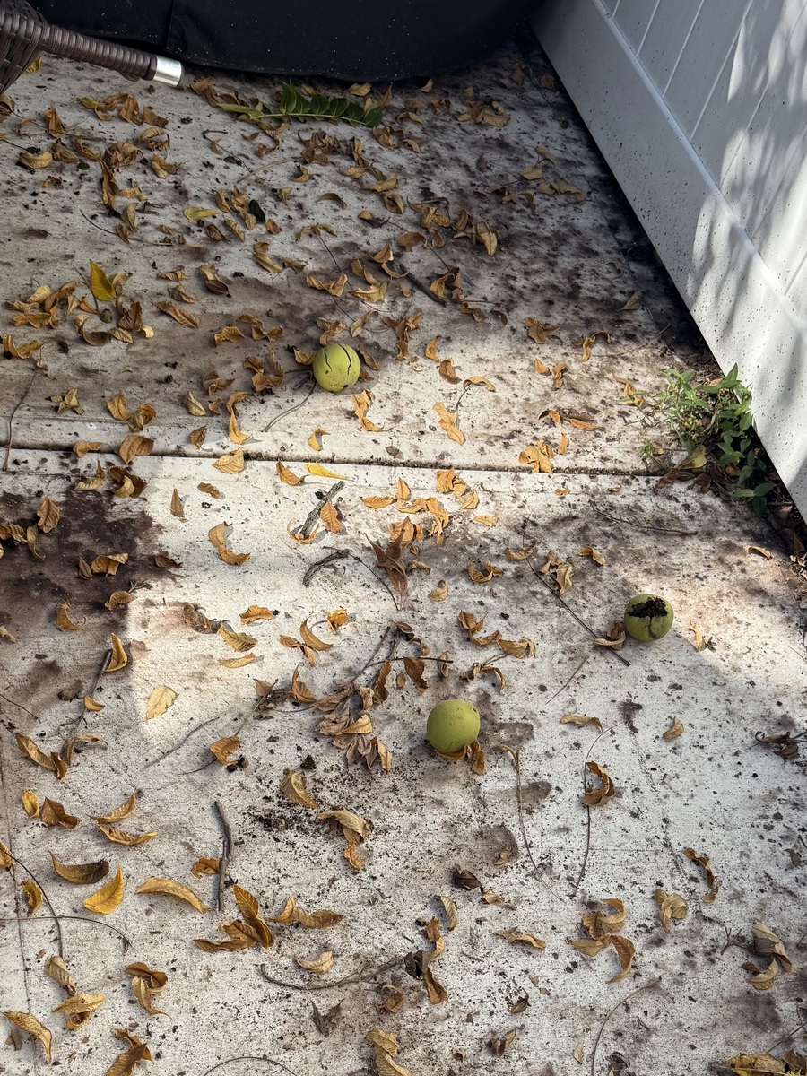 Photographic documentation of the work as submitted to the city's 311 record.