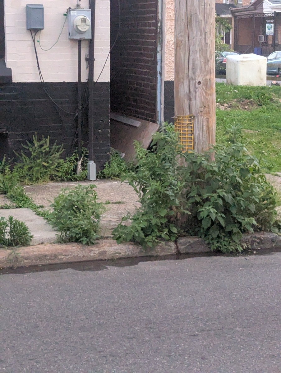 Photographic documentation of the work as submitted to the city's 311 record.