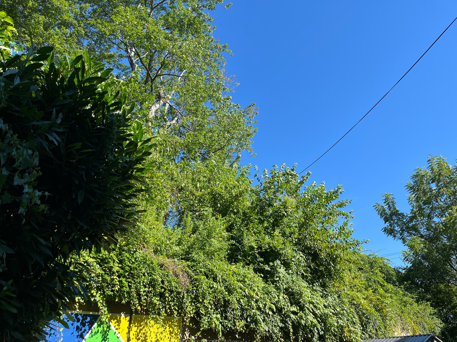 Photographic documentation of the work as submitted to the city's 311 record.