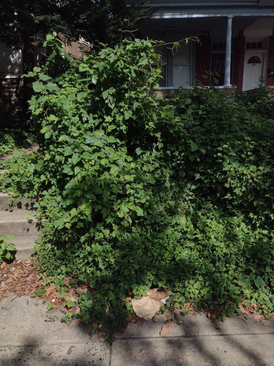 Photographic documentation of the work as submitted to the city's 311 record.