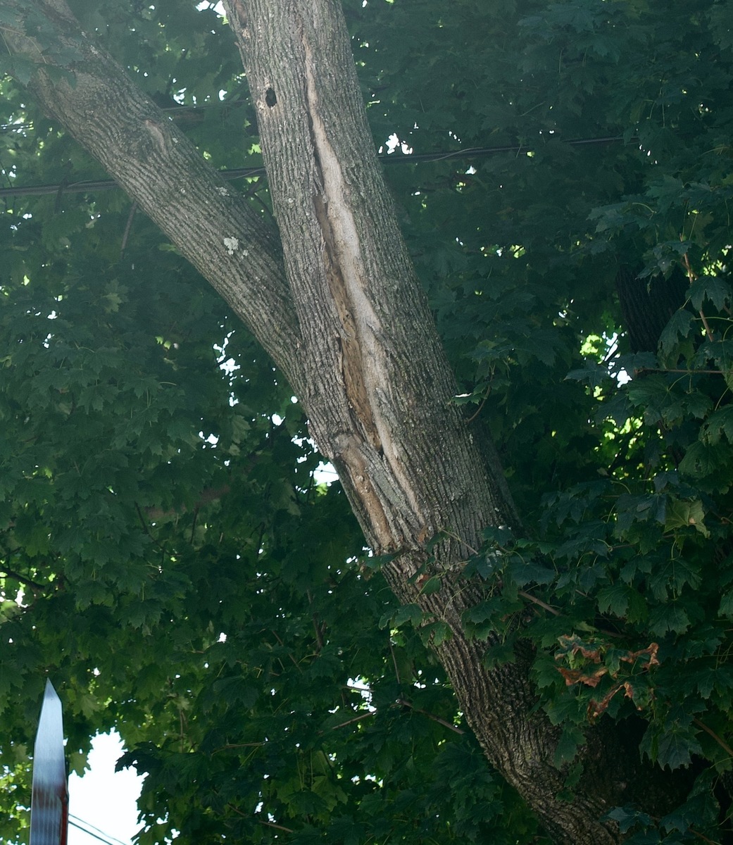 Photographic documentation of the work as submitted to the city's 311 record.