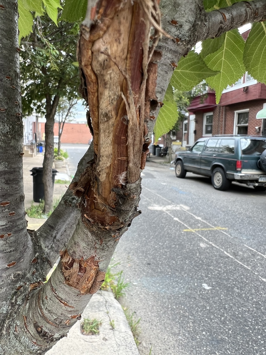 Photographic documentation of the work as submitted to the city's 311 record.