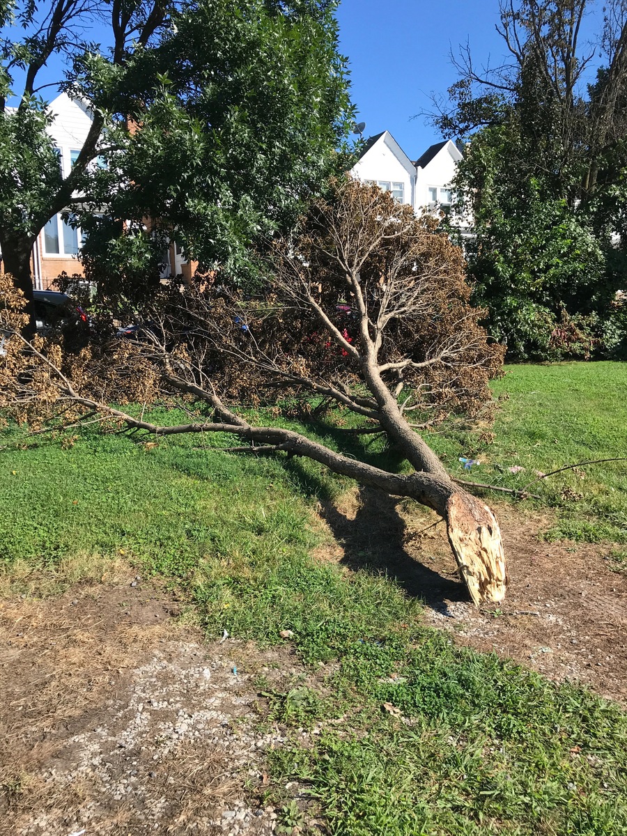 Photographic documentation of the work as submitted to the city's 311 record.