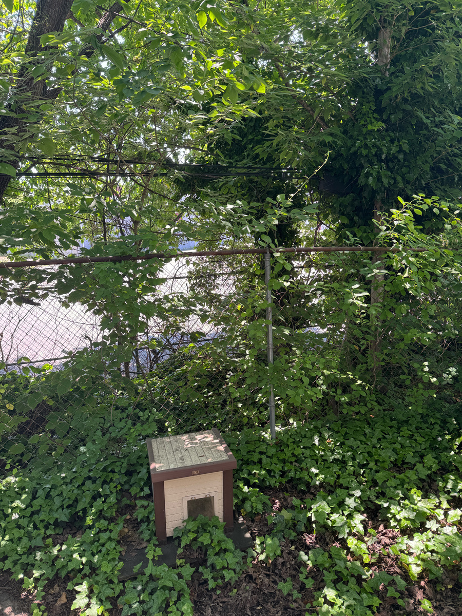 Photographic documentation of the work as submitted to the city's 311 record.